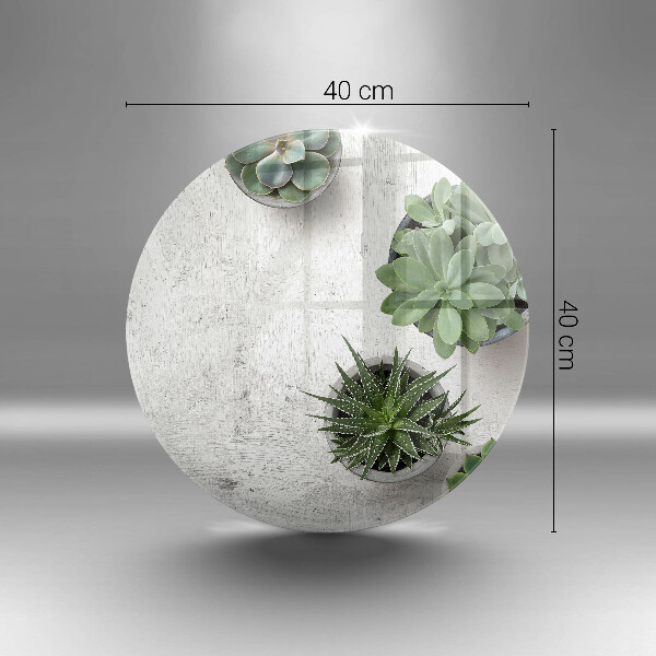 Glas Ceranfeldabdeckung Spritzschutz Sukkulenten auf Beton
