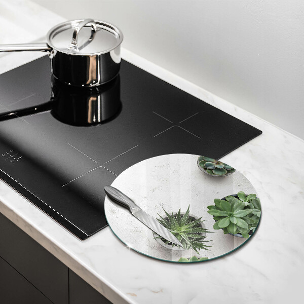 Glas Ceranfeldabdeckung Spritzschutz Sukkulenten auf Beton