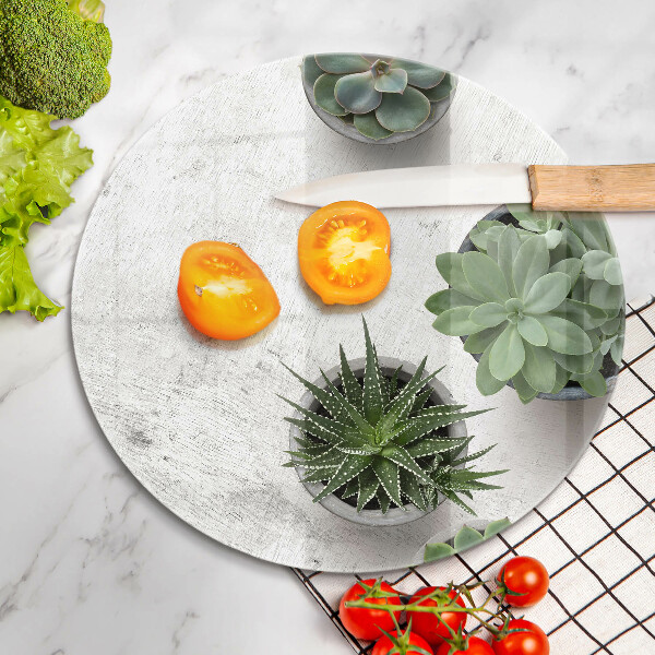 Glas Ceranfeldabdeckung Spritzschutz Sukkulenten auf Beton