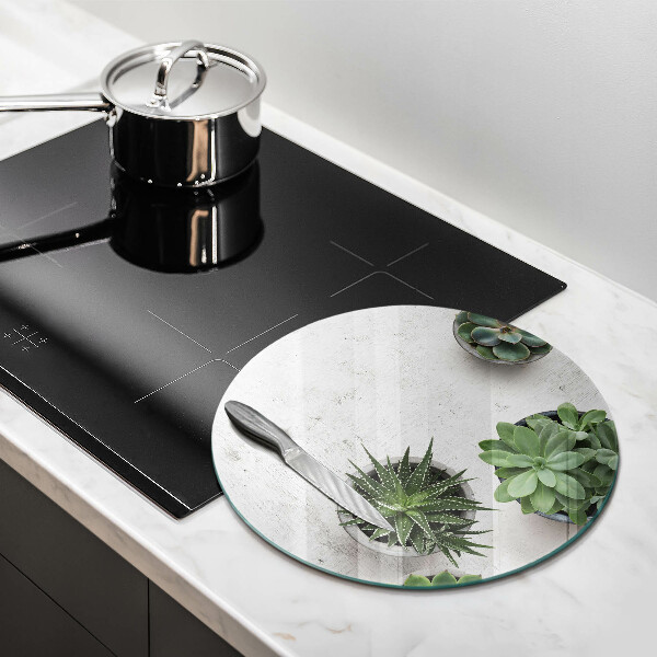 Glas Ceranfeldabdeckung Spritzschutz Sukkulenten auf Beton