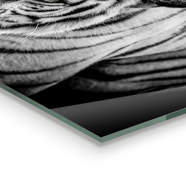 Küchenrückwand Spritzschutz Weißer Sibirischer Tiger