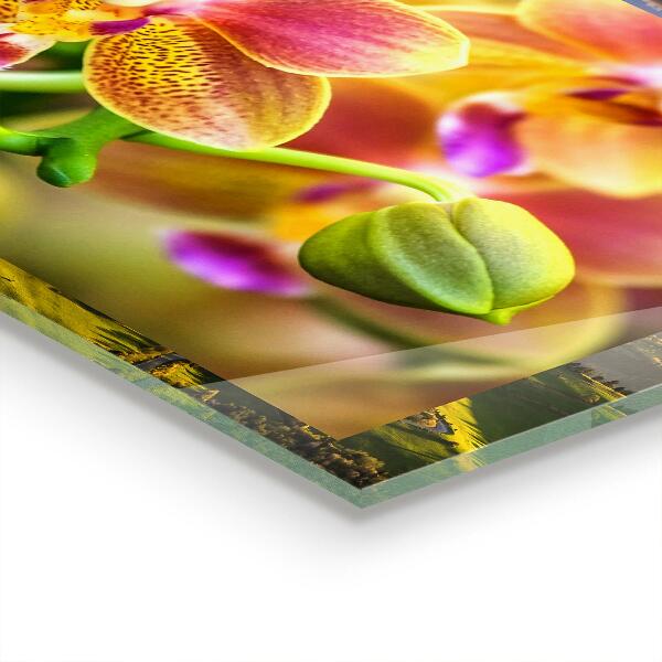 Küchenrückwand Spritzschutz Orangefarbene Orchidee