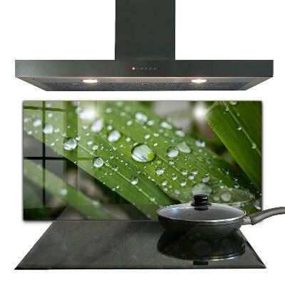 Küchenrückwand Spritzschutz Tautropfen auf dem Gras