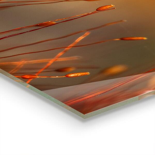 Küchenrückwand Spritzschutz Getreidefeld bei Sonnenuntergang