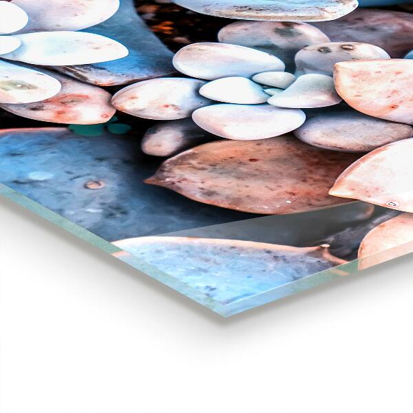 Küchenrückwand Fliesenspiegel Bunte Sukkulenten