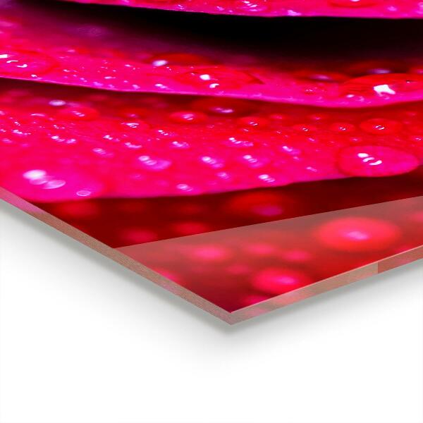 Küchenrückwand Fliesenspiegel Rosensymbol der Liebe