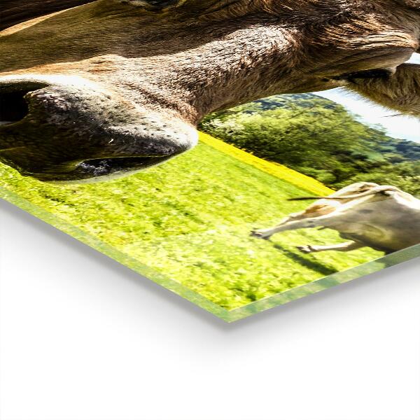 Küchenrückwand Spritzschutz Ländliches Klima Krowa Pole