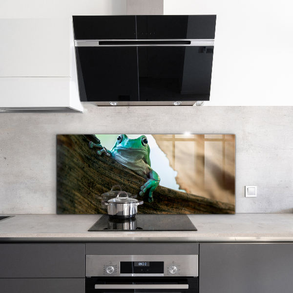 Küchenrückwand Spritzschutz Afrikanisches Froschporträt