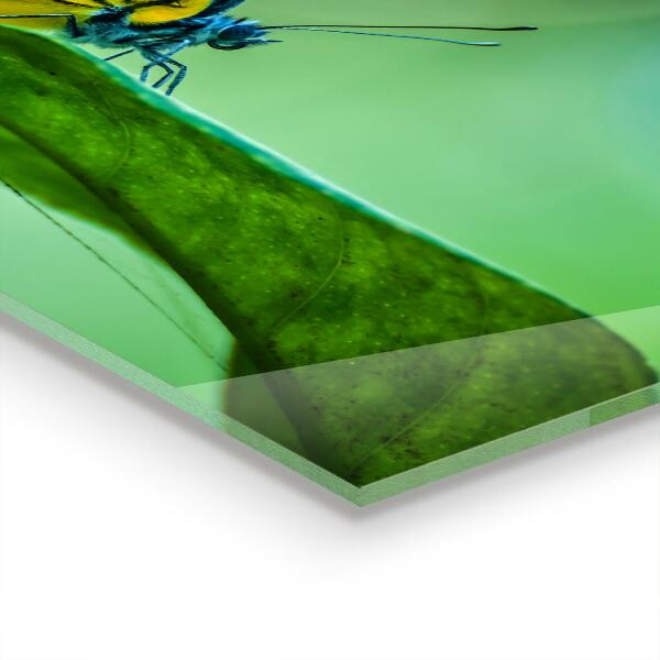 Küchenrückwand Spritzschutz Schmetterling ruht auf einem Blatt