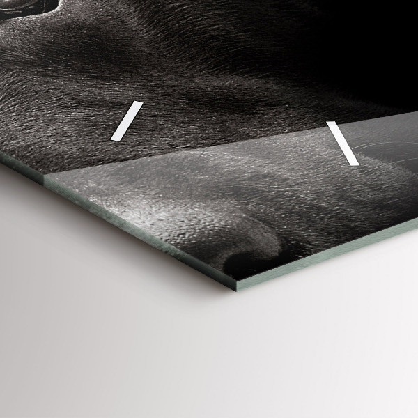 Horizontale Uhr Hund und schottische Katze